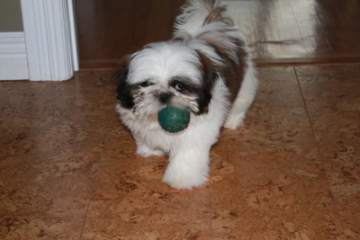 Pippa with an old ball once belonging to Blaze