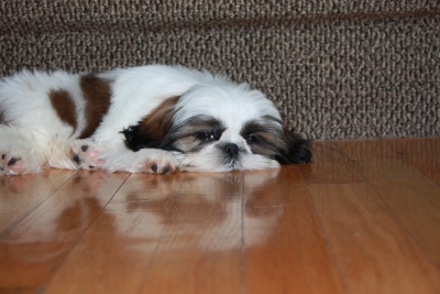 Small shih tzu on the wooden floor partly asleep